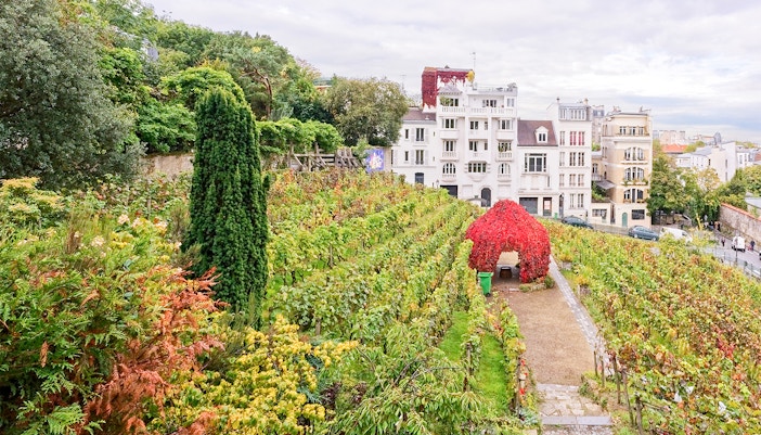 Vineyard of Clos Montmartre