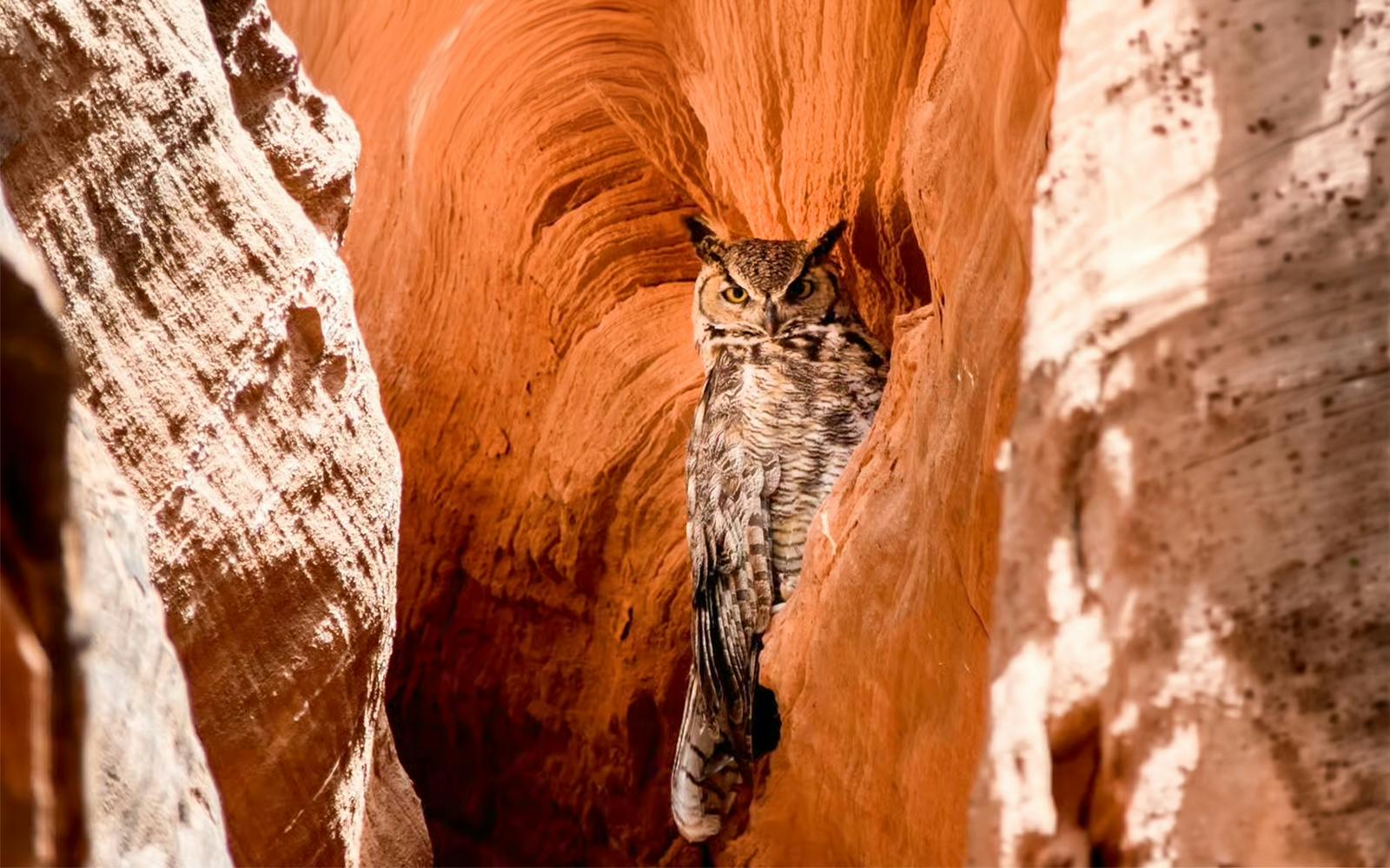 Owl perched in the red sandstone crevice of Upper Antelope Canyon.