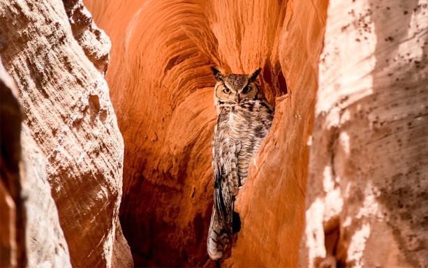 Owl perched in the red sandstone crevice of Upper Antelope Canyon.
