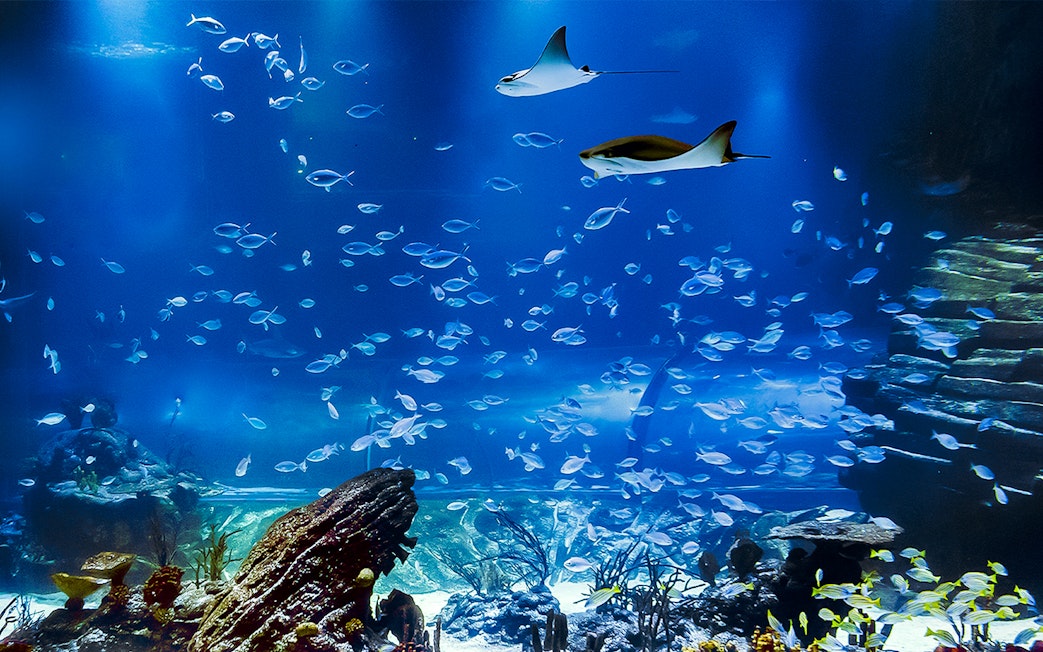Stingrays and fish swimming in Atlantis Aquarium fish tank.