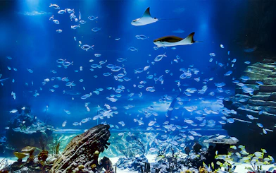Stingrays and fish swimming in Atlantis Aquarium fish tank.