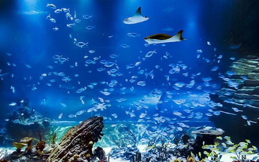 Stingrays and fish swimming in Atlantis Aquarium fish tank.