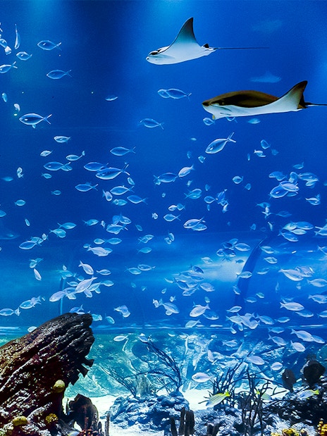Stingrays and fish swimming in Atlantis Aquarium fish tank.