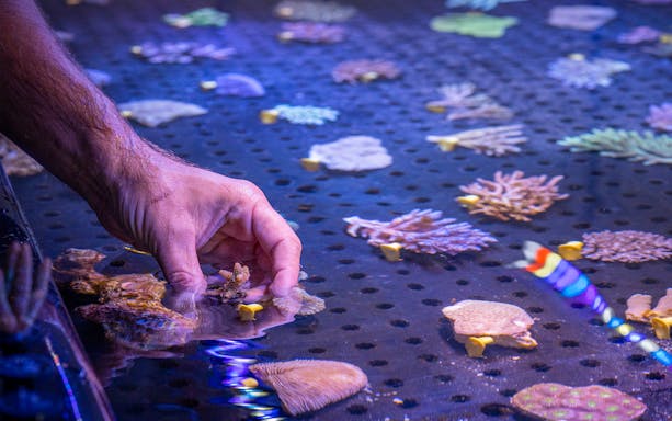 Hand interacting with coral samples at Cairns Aquarium Living Coral Biobank.