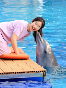 Dolphin interacting with a person at the pool edge during a meet and greet experience.