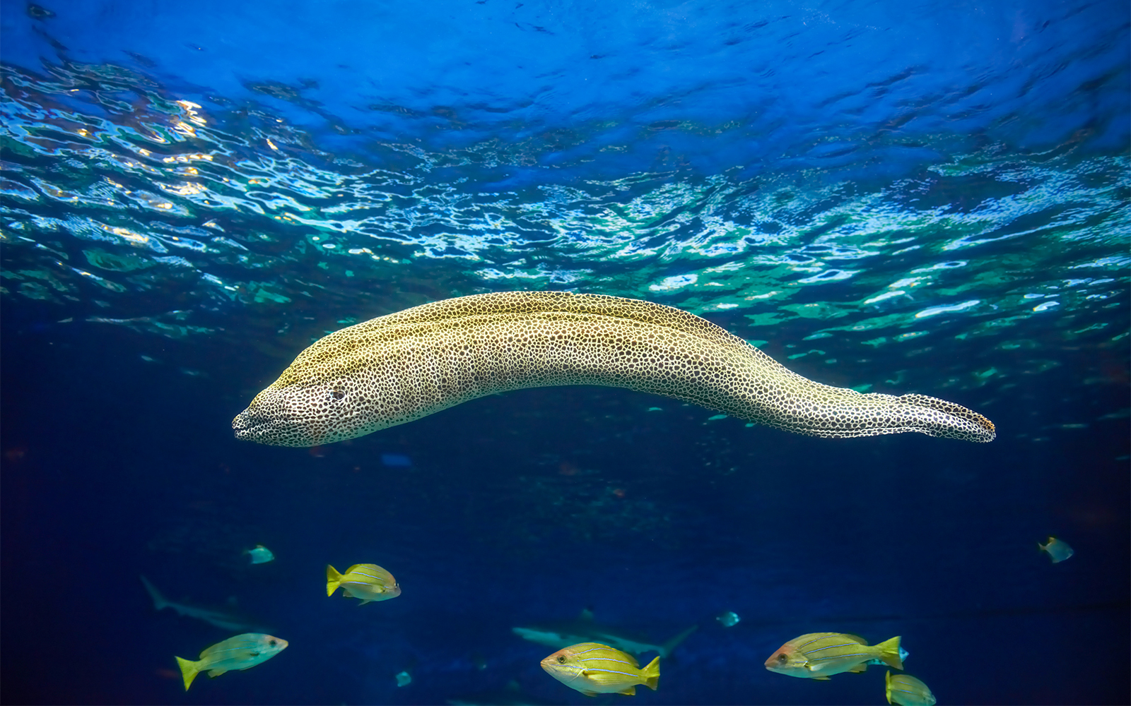 Genoa Aquarium - The Moray Cave