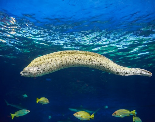 Genoa Aquarium - The Moray Cave