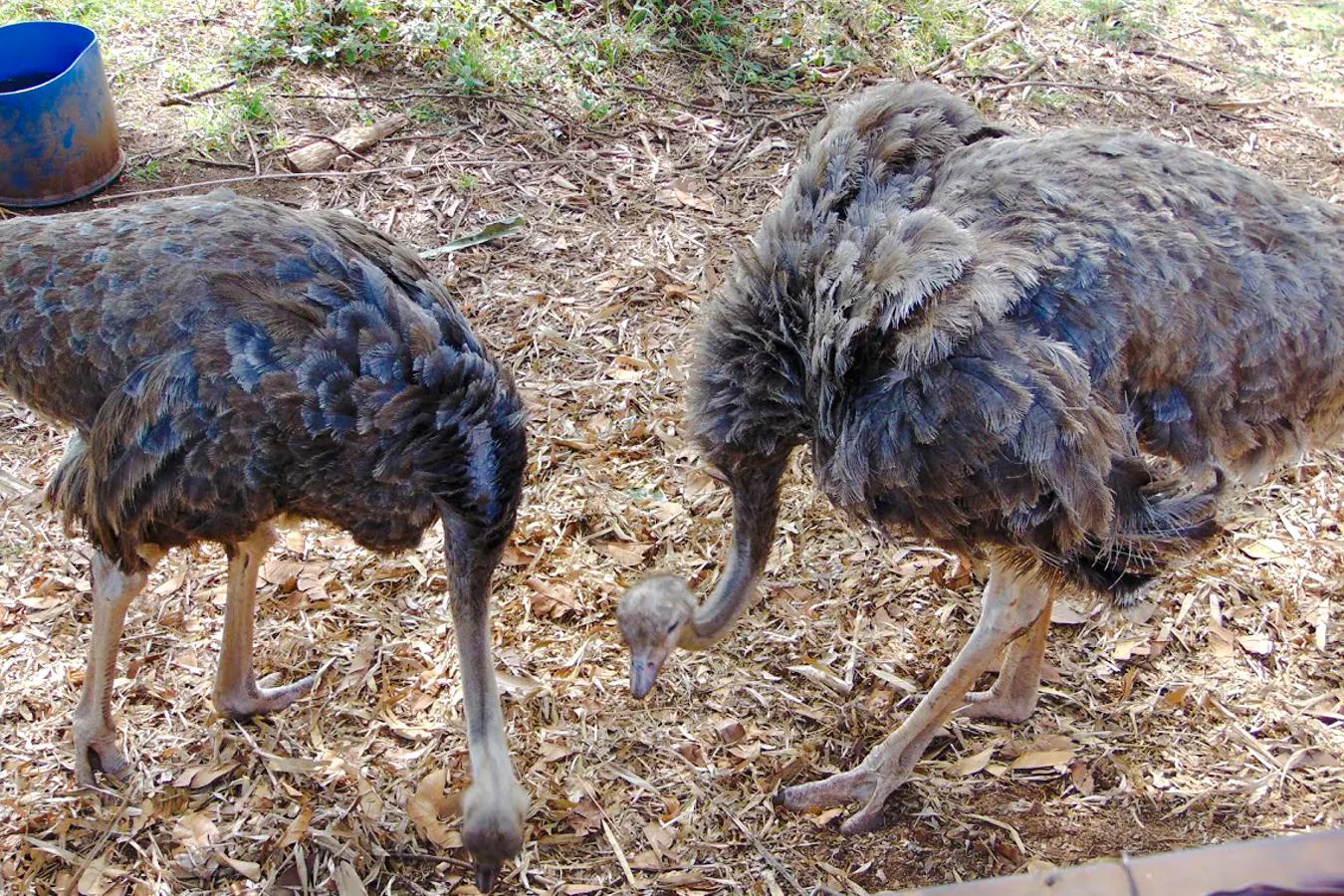 Ostriches feeding at Mamba Village Crocodile Farm, Nairobi.