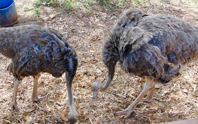 Ostriches feeding at Mamba Village Crocodile Farm, Nairobi.