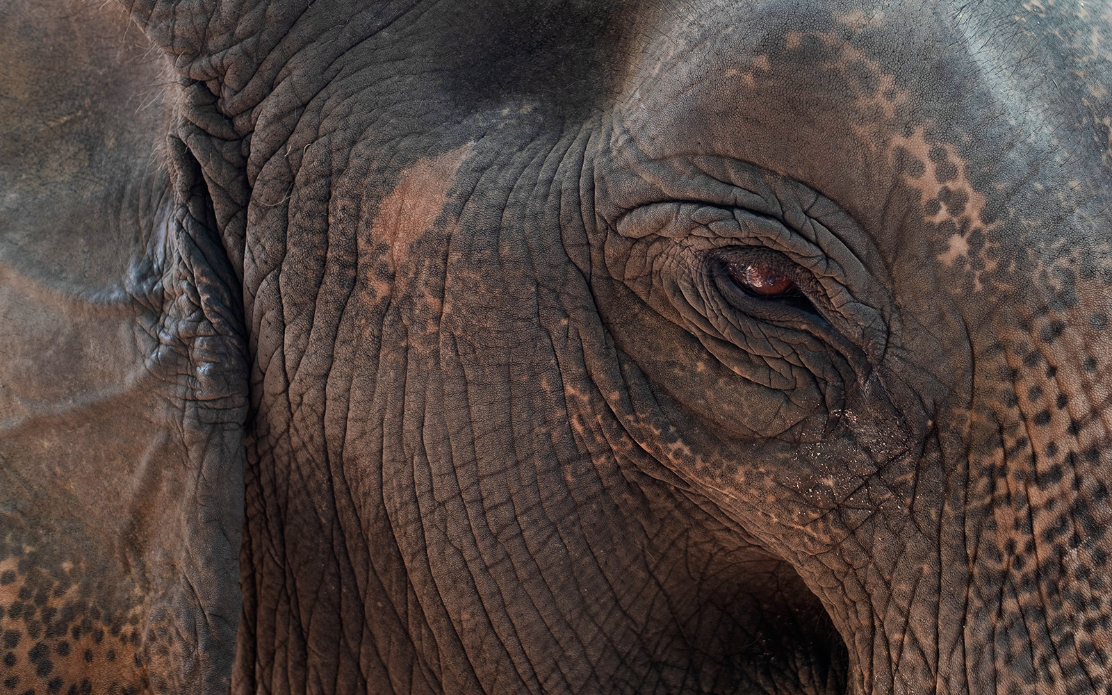 Elephants bathing in the river at Elephant Kraal, Ayutthaya, Thailand.