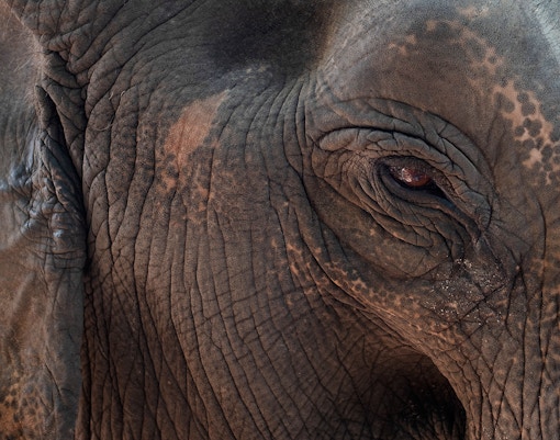 Elephants bathing in the river at Elephant Kraal, Ayutthaya, Thailand.