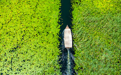Wooden boat navigating through lily pads on Lake Skadar during a guided sightseeing tour.