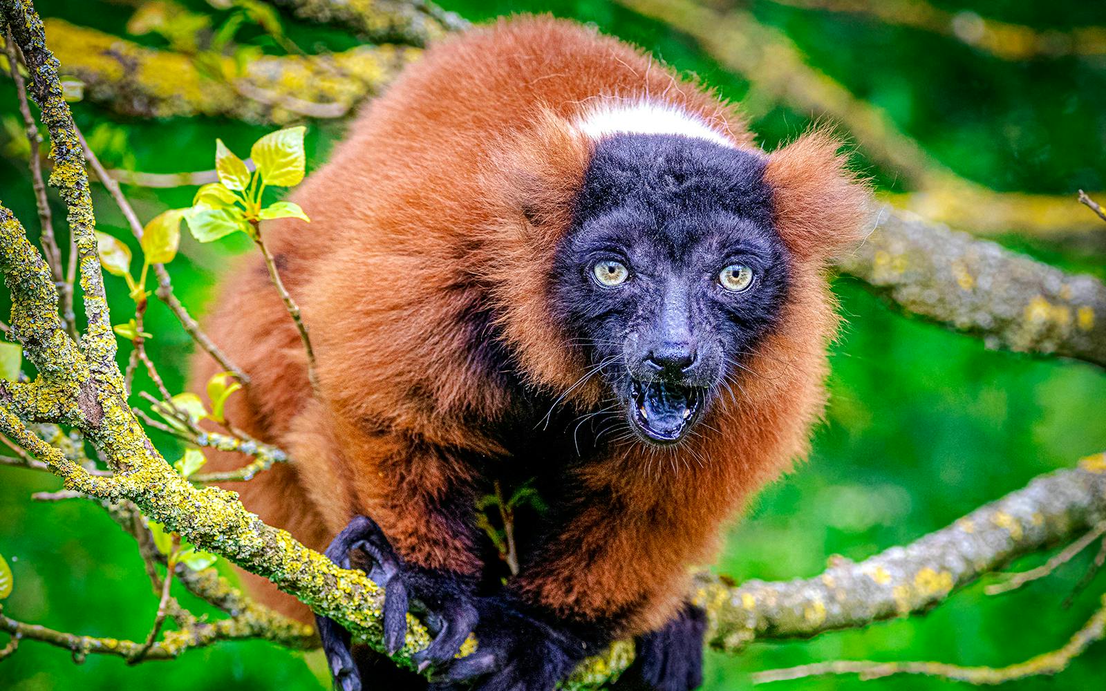 Ruffed lemur on a branch at Blackpool Zoo.