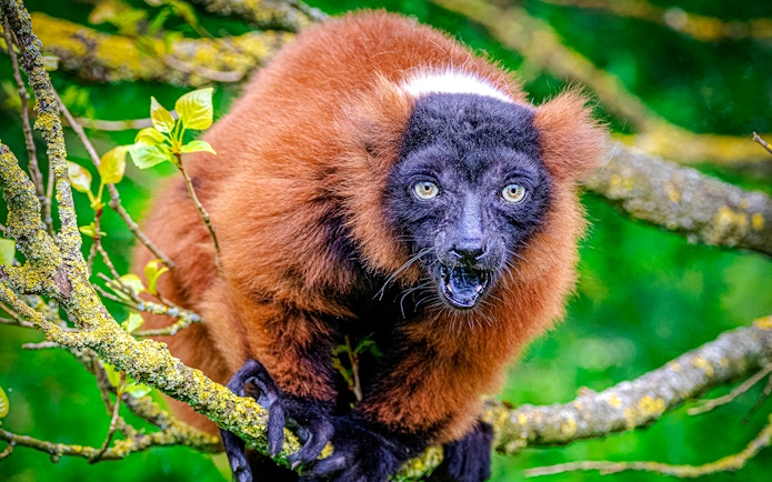 Ruffed lemur on a branch at Blackpool Zoo.