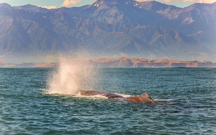 Whale surfacing in Kaikoura with mountains in the background.
