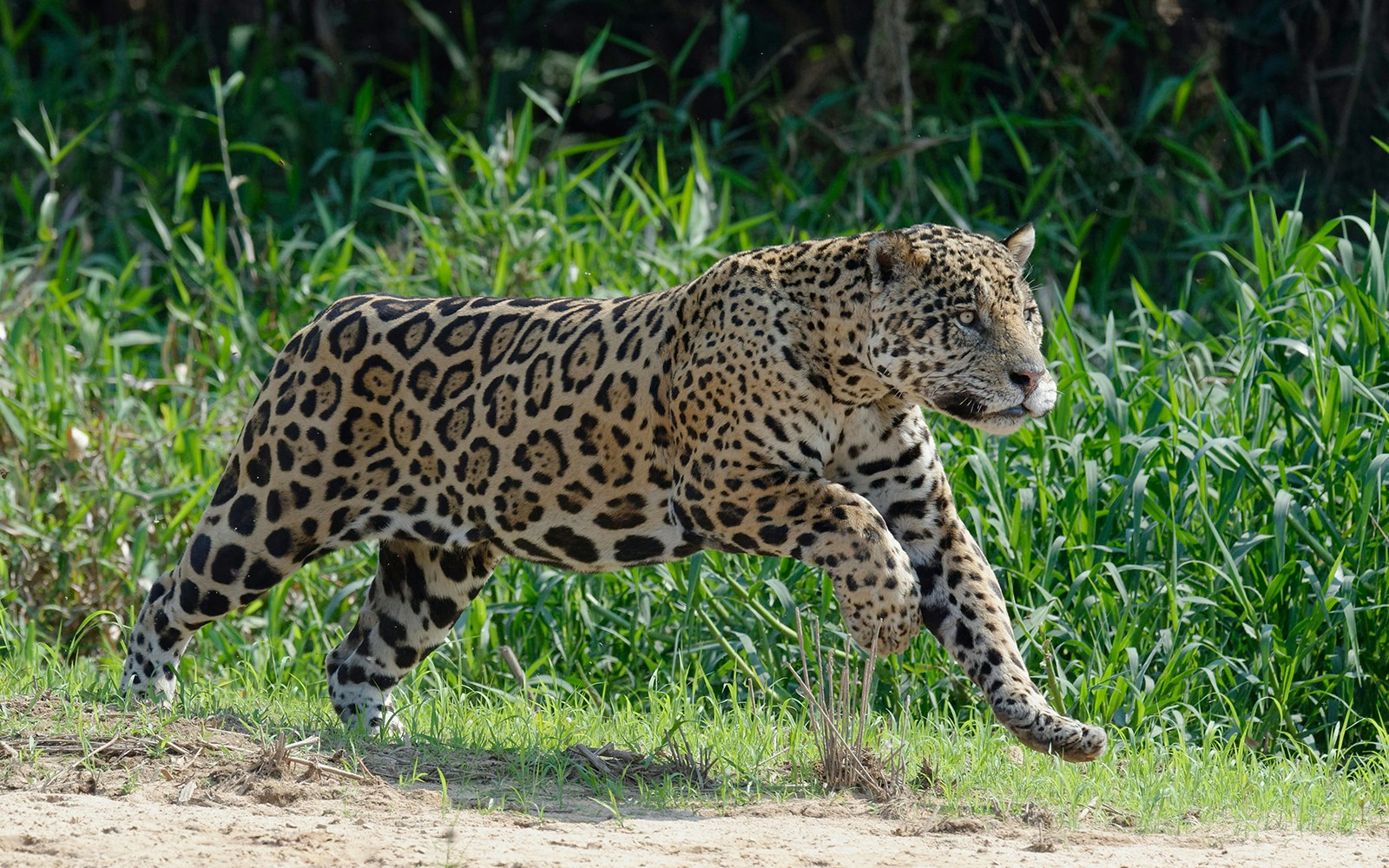 Male Jaguar trail, running and chasing