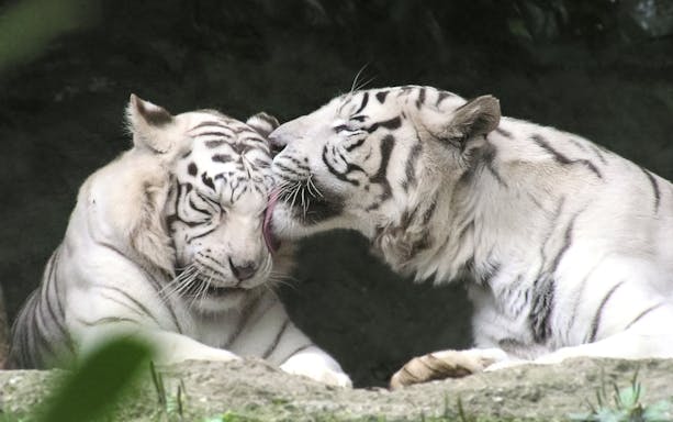 White tigers grooming each other at Emirates Park Zoo, Abu Dhabi.