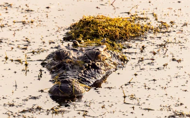 From Darwin: 3 Day Kakadu + Litchfield 4WD Adventure Camping Tour