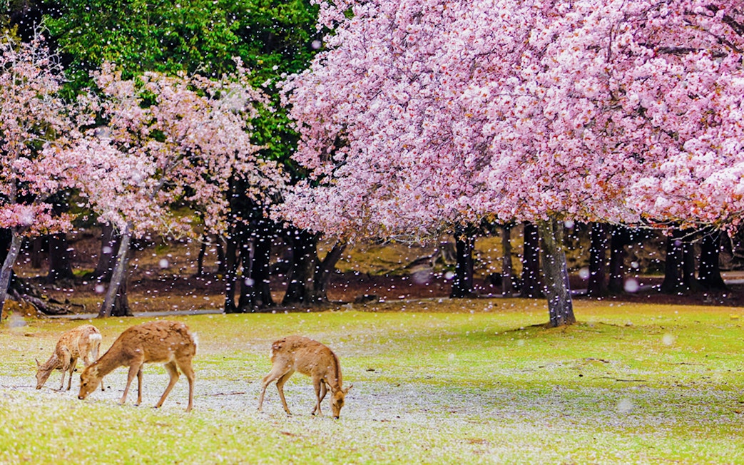 Deer grazing under cherry blossoms in Nara Park, Japan.