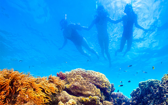 Snorkelers exploring coral reef on Thundercat Whitsundays Full Day Tour.