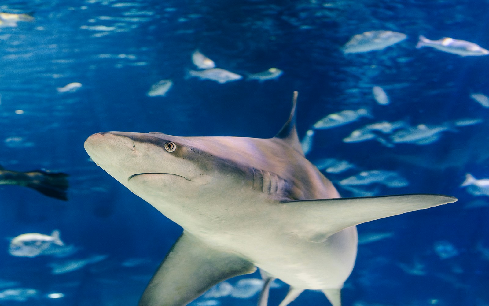 Shark swimming in Barcelona Aquarium with other fish in the background.