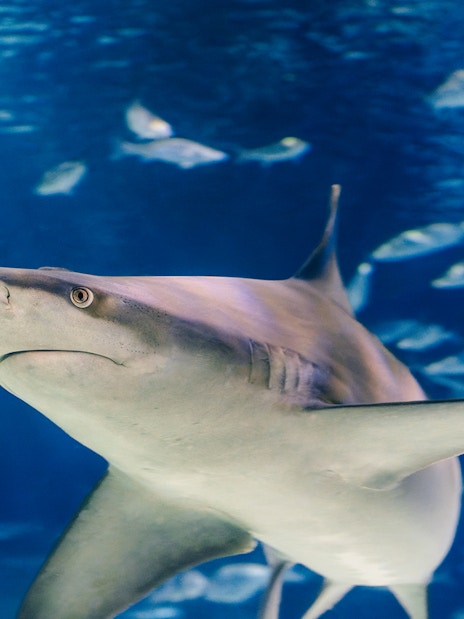 Shark swimming in Barcelona Aquarium with other fish in the background.
