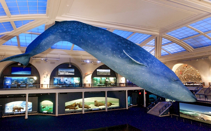 Blue whale model suspended in the American Museum of Natural History exhibit hall.