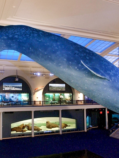 Blue whale model suspended in the American Museum of Natural History exhibit hall.