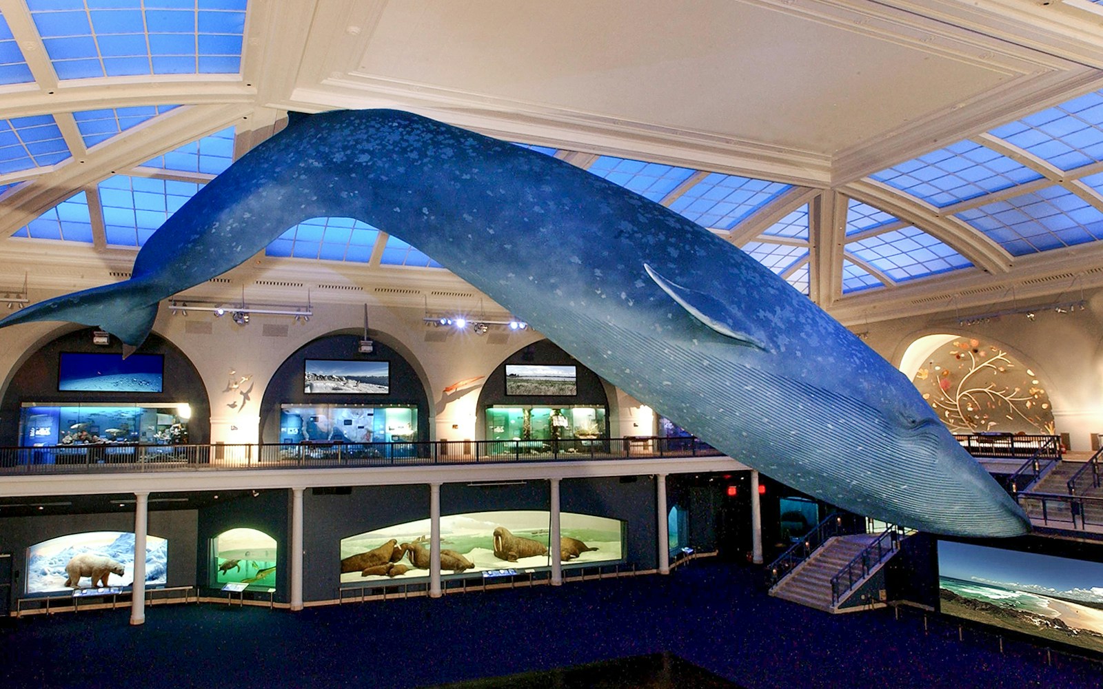 Blue whale model at American Museum of Natural History