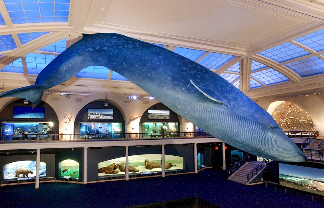 Blue whale model suspended in the American Museum of Natural History exhibit hall.