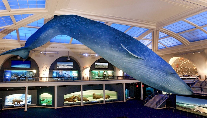 Blue whale model suspended in the American Museum of Natural History exhibit hall.