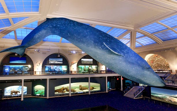 Blue whale model suspended in the American Museum of Natural History exhibit hall.