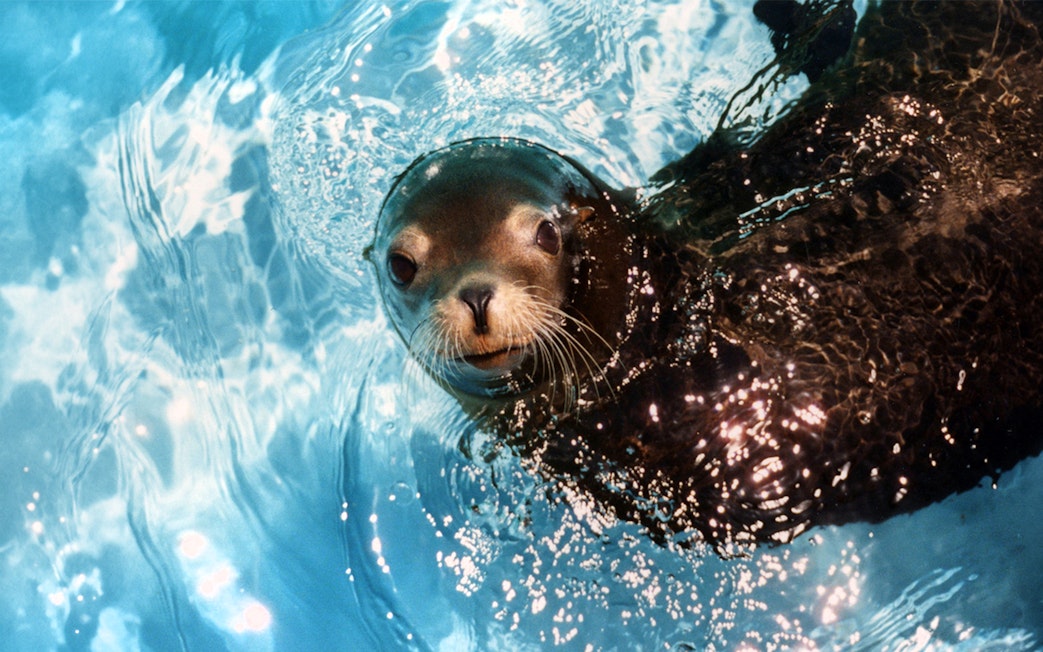 Seal swimming in a pool at SeaWorld San Antonio, Texas.