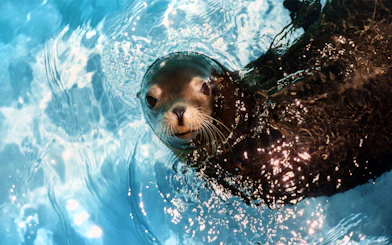 Seal swimming in a pool at SeaWorld San Antonio, Texas.