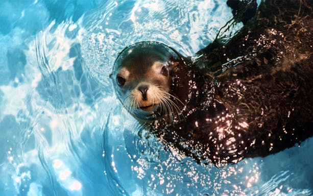 Seal swimming in a pool at SeaWorld San Antonio, Texas.
