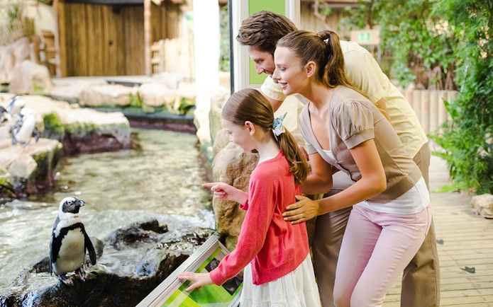 Family observing penguins at an indoor zoo exhibit.