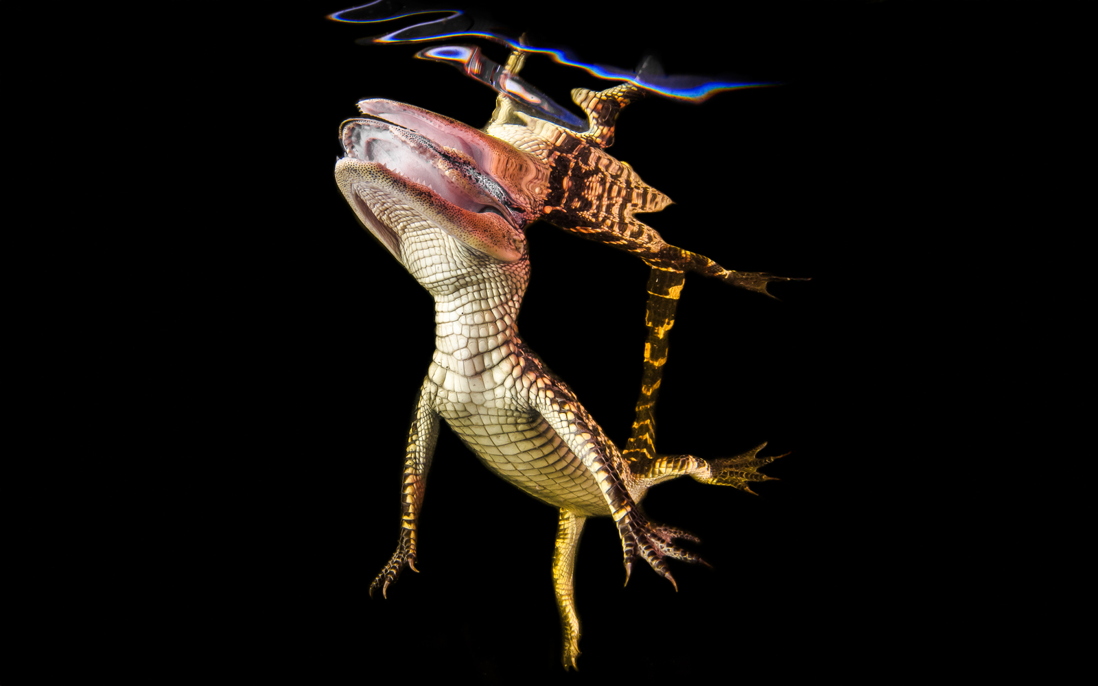 Alligator swimming underwater during Everglades night airboat tour.