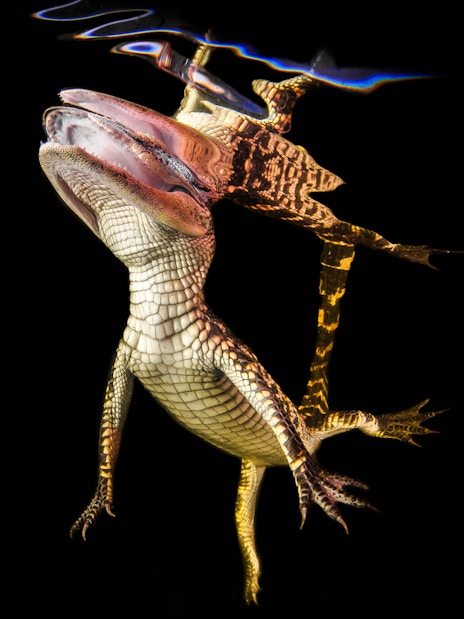 Alligator swimming underwater during Everglades night airboat tour.