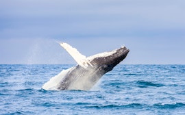 Whale watching (Nov-May)