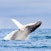 Avistamiento de ballenas en Elding