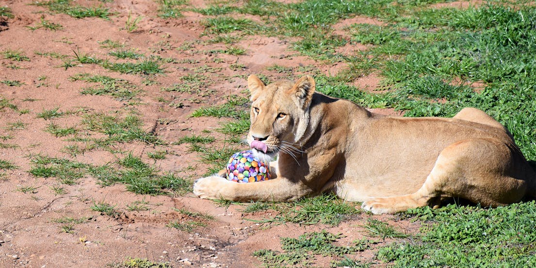 Monarto Safari Park