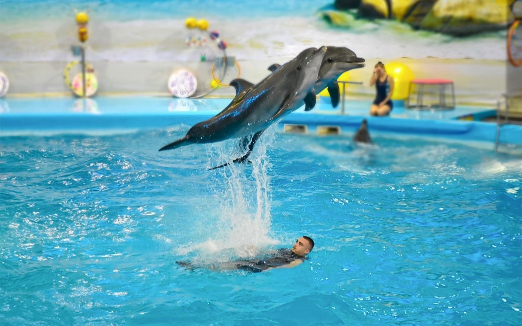 Dolphins performing a jump over a trainer in a pool at Phuket Dolphin Show.