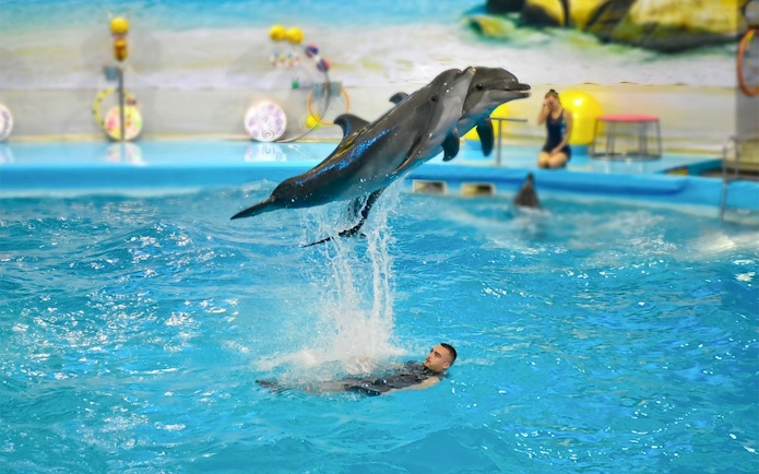 Dolphins performing a jump over a trainer in a pool at Phuket Dolphin Show.