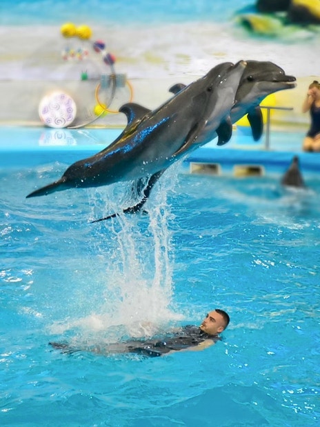Dolphins performing a jump over a trainer in a pool at Phuket Dolphin Show.