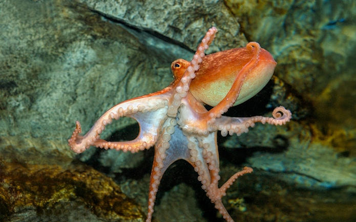 Octopus swimming in SEA Life London aquarium exhibit.