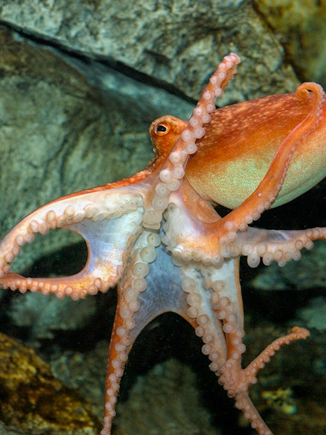 Octopus swimming in SEA Life London aquarium exhibit.