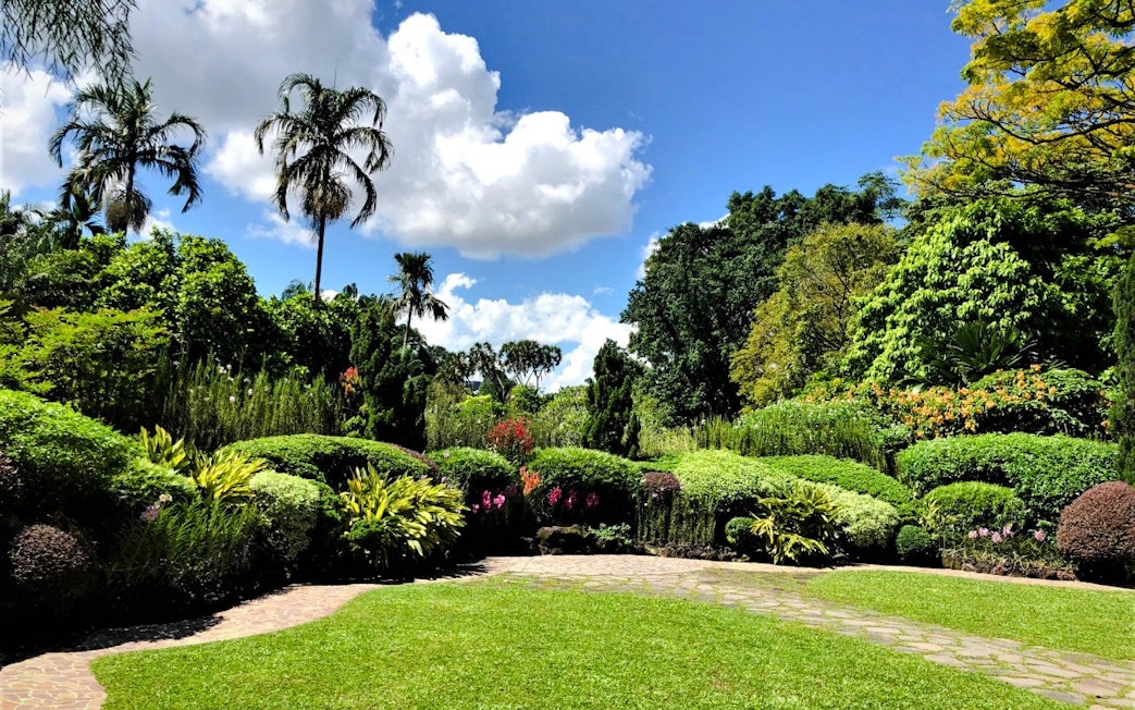 Lush greenery and vibrant flowers at National Orchid Garden, Singapore.