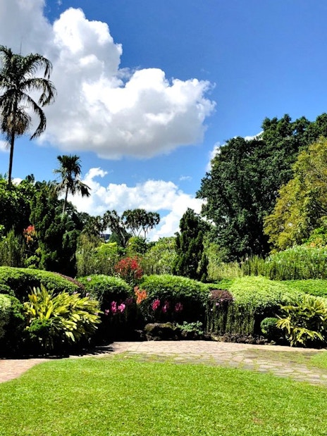 Lush greenery and vibrant flowers at National Orchid Garden, Singapore.