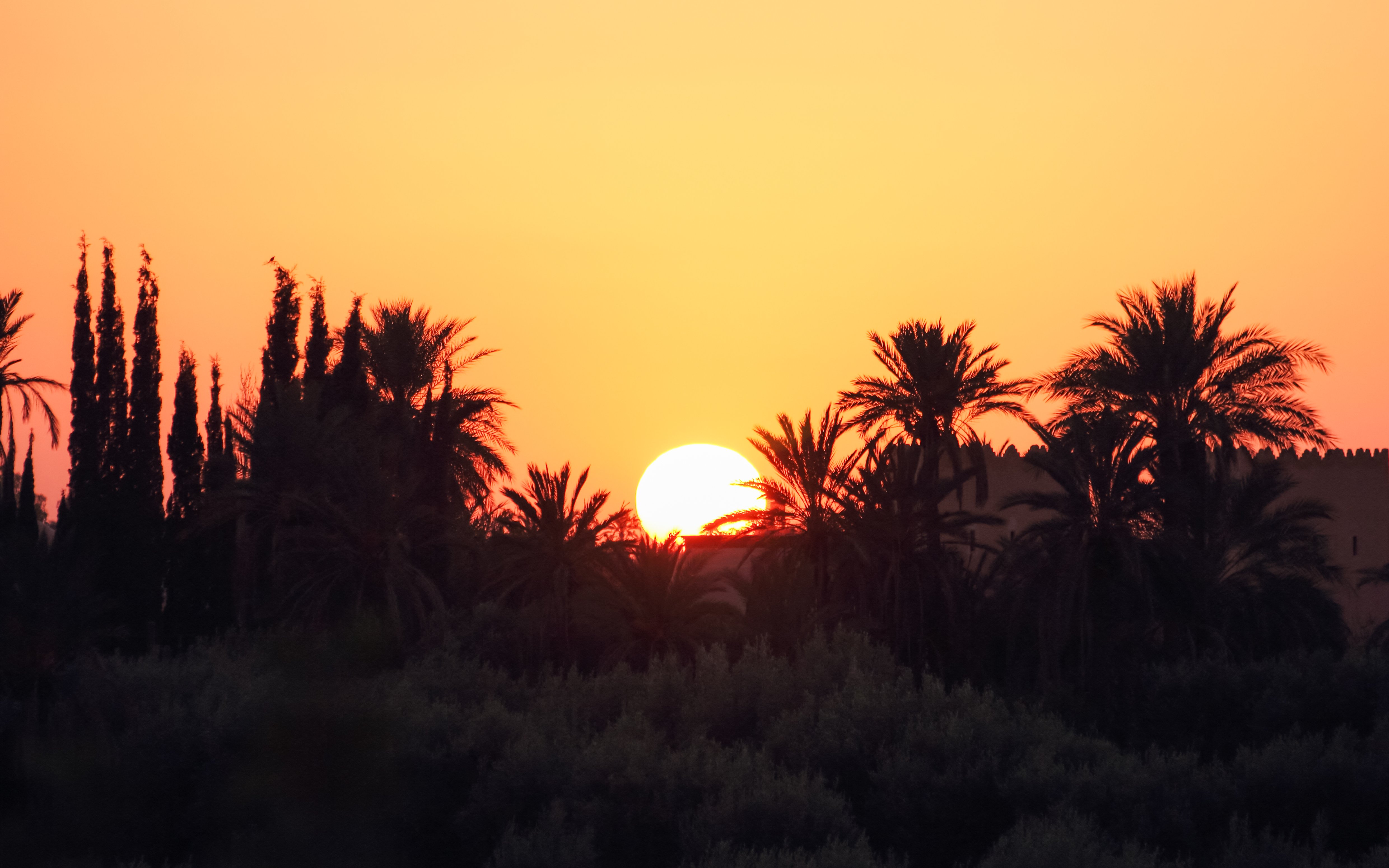 Palmeraie sunset with silhouetted palm trees against an orange sky.
