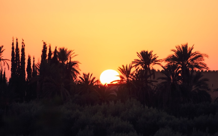 Palmeraie sunset with silhouetted palm trees against an orange sky.